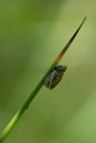 Schindl-Schnecke
