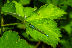 Blaue-Libelle_Opfinger-See_01520_A-7R-III-Verbessert-RR
