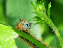 EV-Die-kleine-Raupe-2