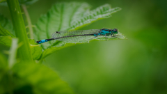 Foto-AG-Opfingen-Grosse-Pechlibelle