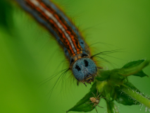 Foto-AG-Opfingen-Ringelspinner-und-Spinne