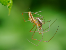 Foto-AG-Opfingen-gemeine-Streckerspinne-Maennchen-wird-gefressen-Teil-1