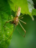 Foto-AG-Opfingen-gemeine-Streckerspinne-Maennchen-wird-gefressen-Teil-2