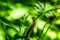 Raupe_Opfinger-See_01560_A-7R-III-Verbessert-RR