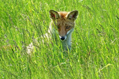 Rotfuchs-1