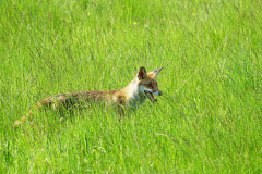 Rotfuchs-3