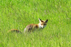 Rotfuchs-4