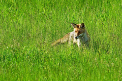 Rotfuchs-5