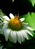 3.Biene-auf-Echinacea