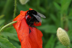 Holzbiene-auf-Klatschmohn-Mai-2021-002-1