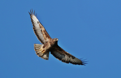 14.Maeusebussard-