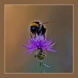 Hummel-auf-Distelbluete