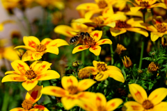 Insekten-auf-Blumen-4