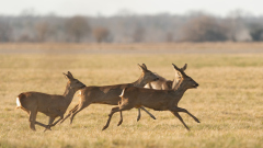 Rehe-13