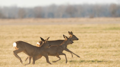 Rehe-14