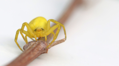 Gelbe-Krabbenspinne_04