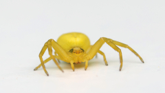 Gelbe-Krabbenspinne_15