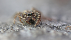 Springspinne_gruen01