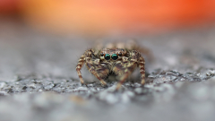 Springspinne_gruen05