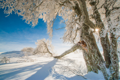 Nici-Windbuche-von-Wind-und-Schnee-zerbrochen