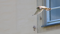 2_Turmfalke_KiHo_01