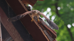 2_Turmfalke_KiHo_02