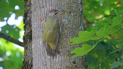 3_Gruenspecht_KiHo_02