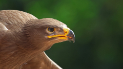 Vogelpark-Steinen-01