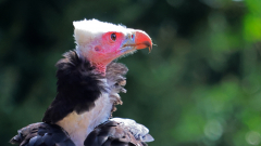 Vogelpark-Steinen-03
