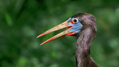 Vogelpark-Steinen-05