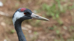 Vogelpark-Steinen-07