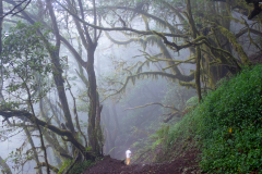 01-Nebelwald-La-Gomera-HPD