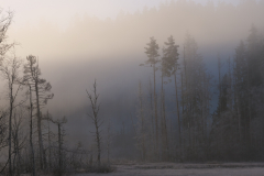 Krebs-A-3-Nebel-bei-Titisee