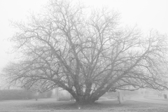 Sibylle-Nebel-im-Kurgarten