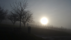 Siggi-Sonne-gegen-Nebel