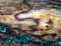 Baumstammgesicht-HPD