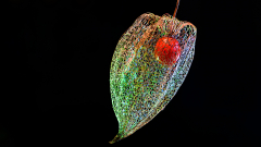 JK-Physalis