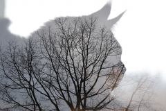 MartinaK_Doppelbelichtung-Katze