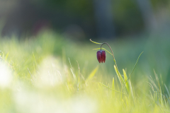Schindl-El-Schachbrettblume-im-Sinntal