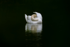 Schindl-El-Schwan-in-Taubergiessen