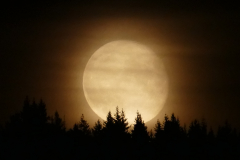 Siggi-Juli-Mond