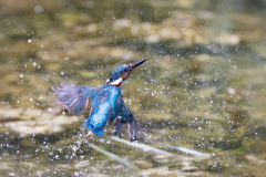 Schindl-El-Eisvogel-Klingnau
