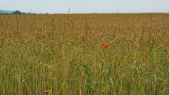 Mohn-im-Kornfeld_2_Motto-d.M