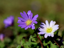 Monika-Danner-blau-weiss1-IMG_0780