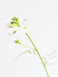 Beate-Blume
