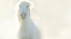 Camargue-JK