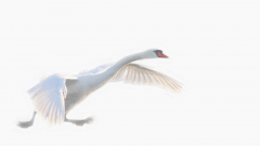 Schwan-Start-JK-4
