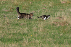 MartinaK_Spielkameraden