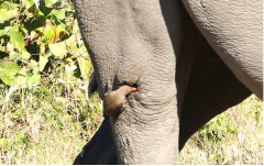 Siggi-der-afrikanische-Freund