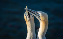 Thielen-Begruessungsritual